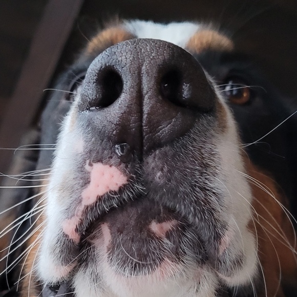 Meet your Posher, Daniela - Picture 1 of 1